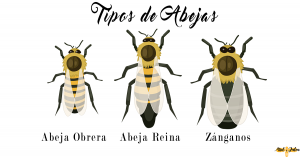 tipos de abeja miel natural